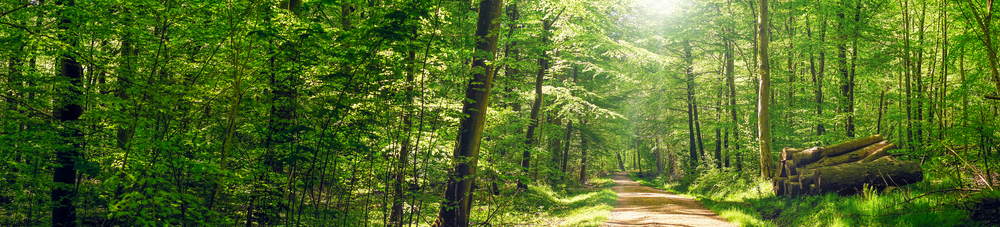 Waldaufnahme im Frühling